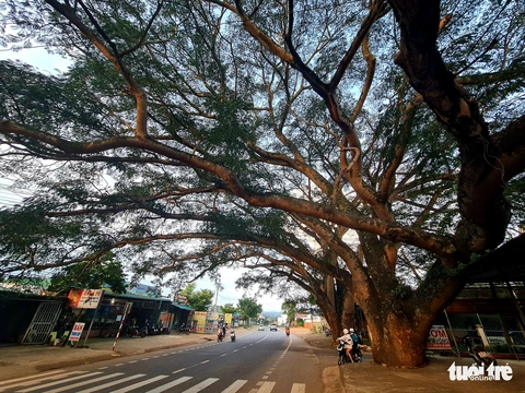 Kỳ lạ hai cụ điệp khổng lồ ở Di Linh - Ảnh 6. Kỳ lạ hai cụ điệp khổng lồ ở Di Linh - Ảnh 6.