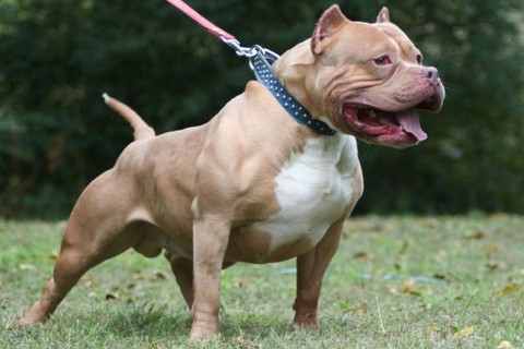 Từng mệnh danh là ‘chó bảo mẫu’, vì sao pitbull ngày càng hung bạo? - Ảnh 1. Từng mệnh danh là ‘chó bảo mẫu’, vì sao pitbull ngày càng hung bạo? - Ảnh 1.