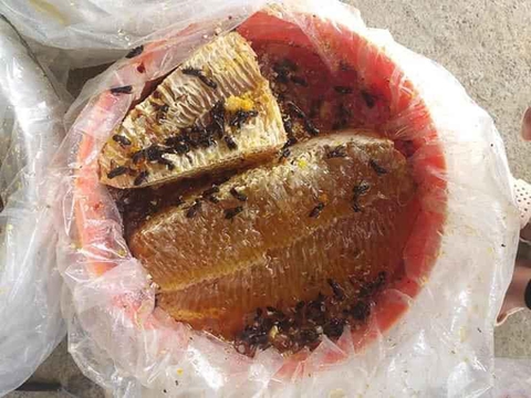 Đi ăn ong cùng cha ở U Minh Hạ - Ảnh 1. Đi ăn ong cùng cha ở U Minh Hạ - Ảnh 1.