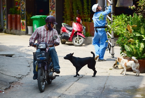 Nuôi chó dữ: quy định có cả, nhưng... - Ảnh 1. Nuôi chó dữ: quy định có cả, nhưng... - Ảnh 1.