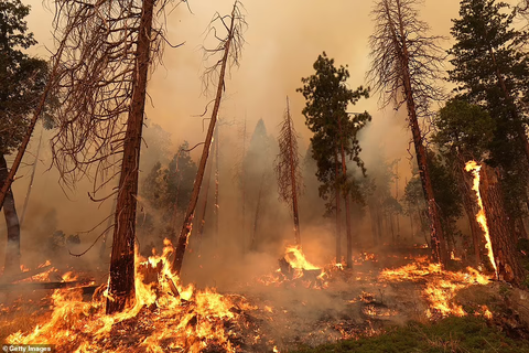 Cháy rừng kinh hoàng ở California, hơn 10.000 người sơ tán - Ảnh 10. Cháy rừng kinh hoàng ở California, hơn 10.000 người sơ tán - Ảnh 10.