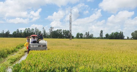 Hỗ trợ sinh kế cho 300.000 hộ nông dân trồng lúa ở Đồng bằng sông Cửu Long - Ảnh 1. Hỗ trợ sinh kế cho 300.000 hộ nông dân trồng lúa ở Đồng bằng sông Cửu Long - Ảnh 1.