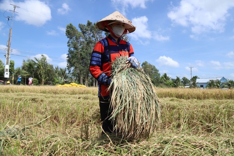 Hỗ trợ sinh kế cho 300.000 hộ nông dân trồng lúa ở Đồng bằng sông Cửu Long - Ảnh 2. Hỗ trợ sinh kế cho 300.000 hộ nông dân trồng lúa ở Đồng bằng sông Cửu Long - Ảnh 2.