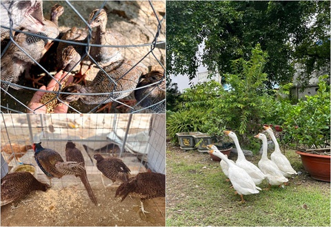 Mỹ Lệ làm nông dân, tự nuôi trồng phục vụ gia đình - Ảnh 8. Mỹ Lệ làm nông dân, tự nuôi trồng phục vụ gia đình - Ảnh 8.
