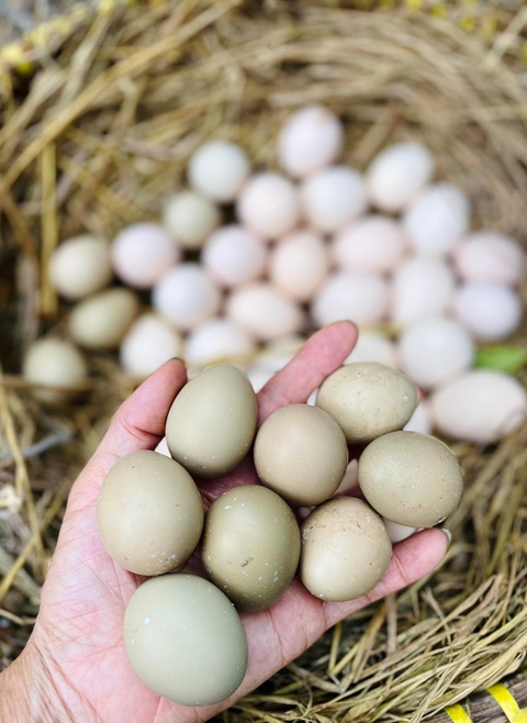 Mỹ Lệ làm nông dân, tự nuôi trồng phục vụ gia đình - Ảnh 9. Mỹ Lệ làm nông dân, tự nuôi trồng phục vụ gia đình - Ảnh 9.