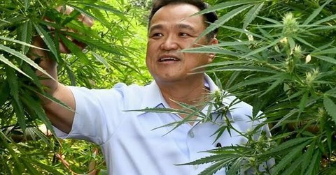Bộ Y tế Thái Lan khuyến khích làm giàu hợp pháp từ cần sa - Ảnh 1. Bộ Y tế Thái Lan khuyến khích làm giàu hợp pháp từ cần sa - Ảnh 1.