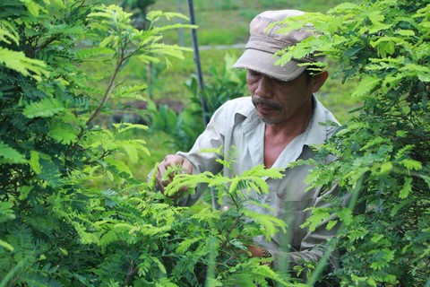 Cá chốt nấu lá me non, chua thanh và ngon thấm đẫm nơi đầu lưỡi - Ảnh 3. Cá chốt nấu lá me non, chua thanh và ngon thấm đẫm nơi đầu lưỡi - Ảnh 3.