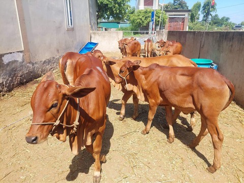 Ôi thần linh ơi, hoa hậu tặng bò giống giúp người nghèo kế sinh nhai! - Ảnh 3. Ôi thần linh ơi, hoa hậu tặng bò giống giúp người nghèo kế sinh nhai! - Ảnh 3.