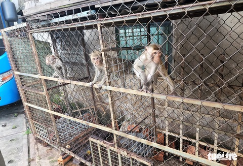 Con trai nuôi cá sấu ‘nhí’ trong tủ kính, mẹ giao liền cho kiểm lâm - Ảnh 3. Con trai nuôi cá sấu ‘nhí’ trong tủ kính, mẹ giao liền cho kiểm lâm - Ảnh 3.