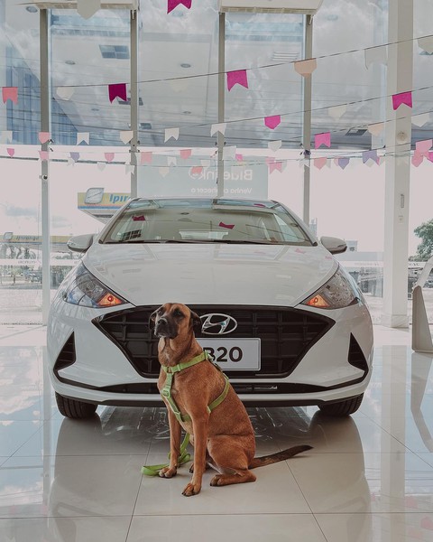 Hyundai tuyển chó làm nhân viên, đặt tên là Tucson và hút khách chưa từng thấy - Ảnh 1. Hyundai tuyển chó làm nhân viên, đặt tên là Tucson và hút khách chưa từng thấy - Ảnh 1.