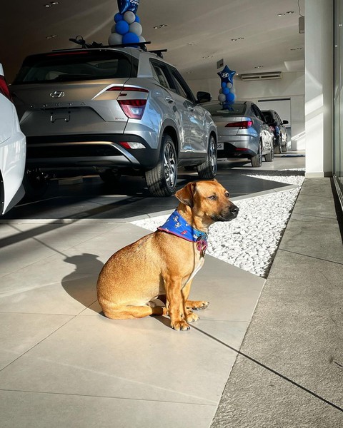 Hyundai tuyển chó làm nhân viên, đặt tên là Tucson và hút khách chưa từng thấy - Ảnh 11. Hyundai tuyển chó làm nhân viên, đặt tên là Tucson và hút khách chưa từng thấy - Ảnh 11.