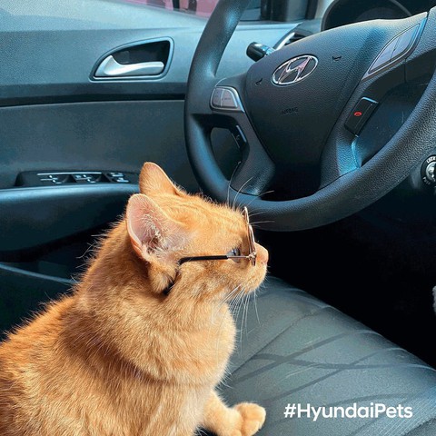 Hyundai tuyển chó làm nhân viên, đặt tên là Tucson và hút khách chưa từng thấy - Ảnh 12. Hyundai tuyển chó làm nhân viên, đặt tên là Tucson và hút khách chưa từng thấy - Ảnh 12.