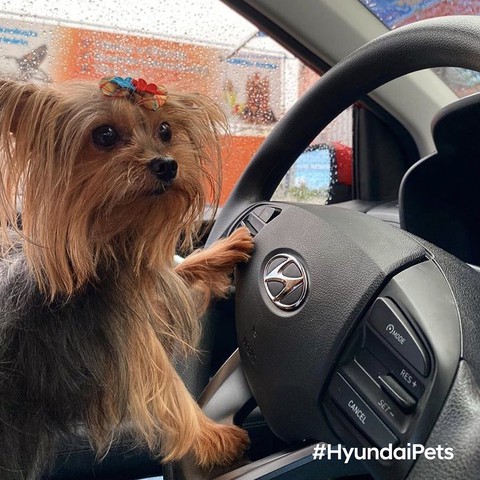 Hyundai tuyển chó làm nhân viên, đặt tên là Tucson và hút khách chưa từng thấy - Ảnh 13. Hyundai tuyển chó làm nhân viên, đặt tên là Tucson và hút khách chưa từng thấy - Ảnh 13.