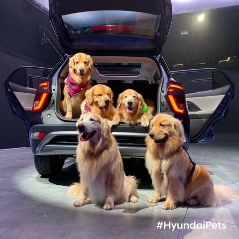 Hyundai tuyển chó làm nhân viên, đặt tên là Tucson và hút khách chưa từng thấy - Ảnh 14. Hyundai tuyển chó làm nhân viên, đặt tên là Tucson và hút khách chưa từng thấy - Ảnh 14.