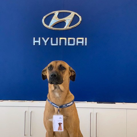 Hyundai tuyển chó làm nhân viên, đặt tên là Tucson và hút khách chưa từng thấy - Ảnh 2. Hyundai tuyển chó làm nhân viên, đặt tên là Tucson và hút khách chưa từng thấy - Ảnh 2.
