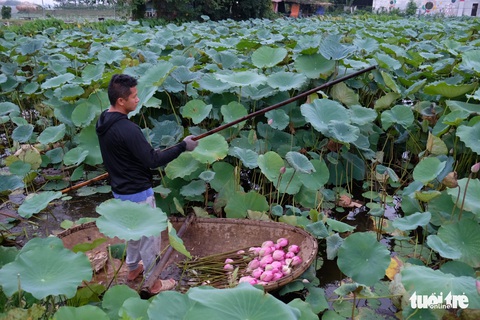Chi tiền triệu vẫn khó mua sen hồ Tây - Ảnh 2. Chi tiền triệu vẫn khó mua sen hồ Tây - Ảnh 2.