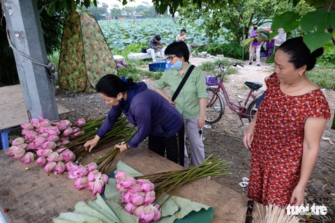 Chi tiền triệu vẫn khó mua sen hồ Tây - Ảnh 3. Chi tiền triệu vẫn khó mua sen hồ Tây - Ảnh 3.
