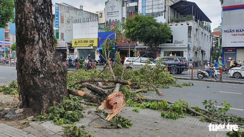 Nghe răng rắc, nhìn lên thấy nhánh cây đã rơi tới và đè 3 người chúng tôi - Ảnh 2. Nghe răng rắc, nhìn lên thấy nhánh cây đã rơi tới và đè 3 người chúng tôi - Ảnh 2.