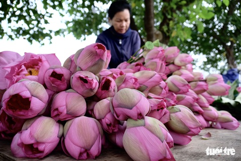 Chi tiền triệu vẫn khó mua sen hồ Tây - Ảnh 4. Chi tiền triệu vẫn khó mua sen hồ Tây - Ảnh 4.