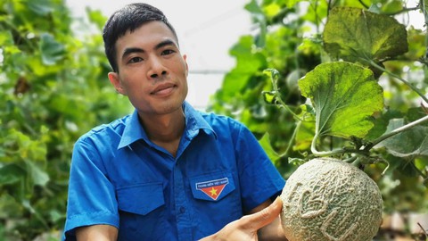 Liều trồng dưa trên vùng đất khó - Ảnh 1. Liều trồng dưa trên vùng đất khó - Ảnh 1.