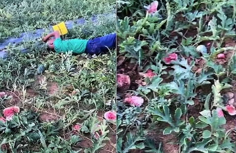 Lão nông khóc ngất bên ruộng dưa hấu nghi bị kẻ gian phá hoại - Ảnh 1. Lão nông khóc ngất bên ruộng dưa hấu nghi bị kẻ gian phá hoại - Ảnh 1.