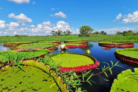 Phát hiện loài bông súng mới lá rộng 3m, người 80kg ngồi lên không chìm - Ảnh 5. Phát hiện loài bông súng mới lá rộng 3m, người 80kg ngồi lên không chìm - Ảnh 5.