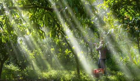 Nhiều cơ hội cho xoài Đồng Tháp ‘bay’ sang châu Âu - Ảnh 2. Nhiều cơ hội cho xoài Đồng Tháp ‘bay’ sang châu Âu - Ảnh 2.