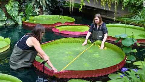 Phát hiện loài bông súng mới lá rộng 3m, người 80kg ngồi lên không chìm - Ảnh 4. Phát hiện loài bông súng mới lá rộng 3m, người 80kg ngồi lên không chìm - Ảnh 4.