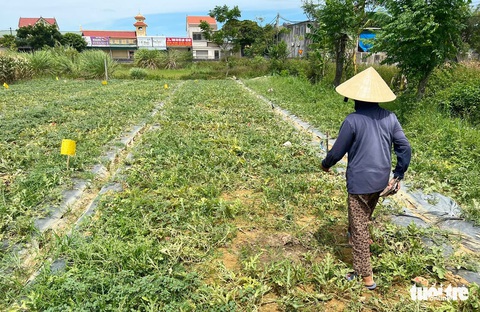 Lão nông bị phá ruộng dưa bật khóc vì ‘tiếc công chăm sóc’ - Ảnh 2. Lão nông bị phá ruộng dưa bật khóc vì ‘tiếc công chăm sóc’ - Ảnh 2.