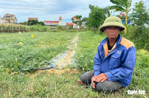 Lão nông bị phá ruộng dưa bật khóc vì ‘tiếc công chăm sóc’ - Ảnh 1. Lão nông bị phá ruộng dưa bật khóc vì ‘tiếc công chăm sóc’ - Ảnh 1.