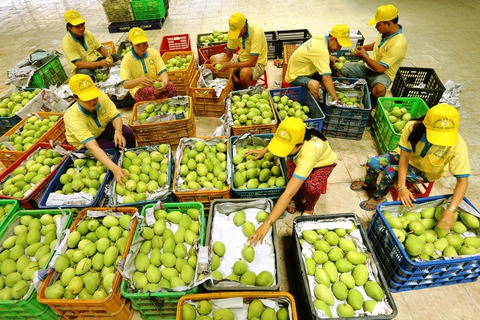 Nhiều cơ hội cho xoài Đồng Tháp ‘bay’ sang châu Âu - Ảnh 4. Nhiều cơ hội cho xoài Đồng Tháp ‘bay’ sang châu Âu - Ảnh 4.