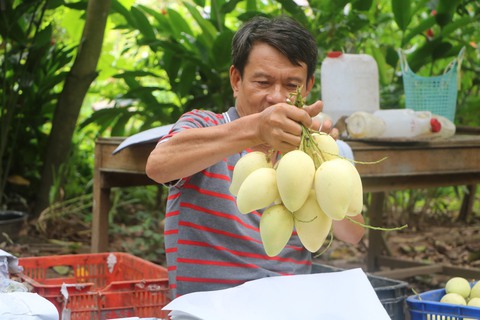 Nhiều cơ hội cho xoài Đồng Tháp ‘bay’ sang châu Âu - Ảnh 1. Nhiều cơ hội cho xoài Đồng Tháp ‘bay’ sang châu Âu - Ảnh 1.