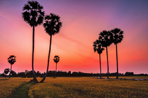 Về Tịnh Biên - An Giang leo núi Cấm, ngắm hoàng hôn trên cánh đồng thốt nốt - Ảnh 13. Về Tịnh Biên - An Giang leo núi Cấm, ngắm hoàng hôn trên cánh đồng thốt nốt - Ảnh 13.