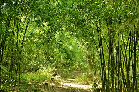 Về Tịnh Biên - An Giang leo núi Cấm, ngắm hoàng hôn trên cánh đồng thốt nốt - Ảnh 7. Về Tịnh Biên - An Giang leo núi Cấm, ngắm hoàng hôn trên cánh đồng thốt nốt - Ảnh 7.