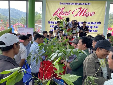 Du khách thú vị xem hội thi sâm Ngọc Linh ở thủ phủ sâm Nam Trà My - Ảnh 1. Du khách thú vị xem hội thi sâm Ngọc Linh ở thủ phủ sâm Nam Trà My - Ảnh 1.