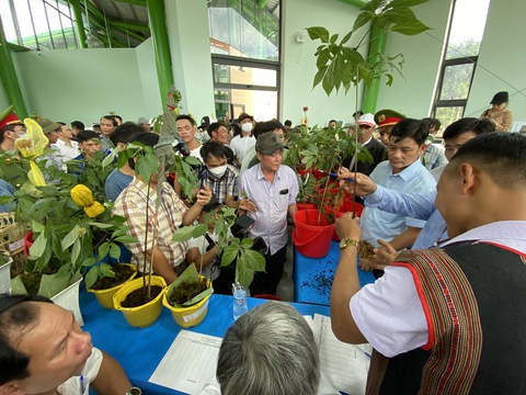 Du khách thú vị xem hội thi sâm Ngọc Linh ở thủ phủ sâm Nam Trà My - Ảnh 4. Du khách thú vị xem hội thi sâm Ngọc Linh ở thủ phủ sâm Nam Trà My - Ảnh 4.