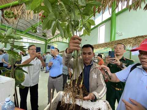 Du khách thú vị xem hội thi sâm Ngọc Linh ở thủ phủ sâm Nam Trà My - Ảnh 6. Du khách thú vị xem hội thi sâm Ngọc Linh ở thủ phủ sâm Nam Trà My - Ảnh 6.