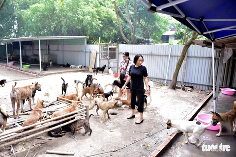 Người phụ nữ 6 năm cưu mang cả ngàn chú chó, mèo chuộc từ lò mổ - Ảnh 2. Người phụ nữ 6 năm cưu mang cả ngàn chú chó, mèo chuộc từ lò mổ - Ảnh 2.
