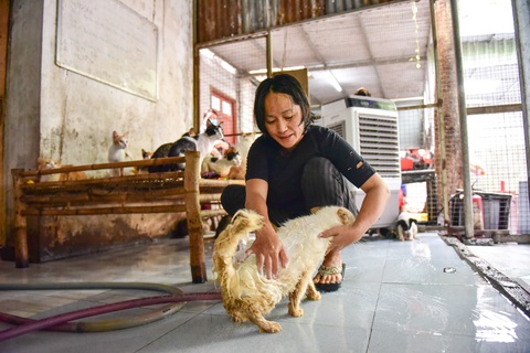 Người phụ nữ 6 năm cưu mang cả ngàn chú chó, mèo chuộc từ lò mổ - Ảnh 4. Người phụ nữ 6 năm cưu mang cả ngàn chú chó, mèo chuộc từ lò mổ - Ảnh 4.