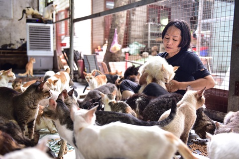 Người phụ nữ 6 năm cưu mang cả ngàn chú chó, mèo chuộc từ lò mổ - Ảnh 10. Người phụ nữ 6 năm cưu mang cả ngàn chú chó, mèo chuộc từ lò mổ - Ảnh 10.