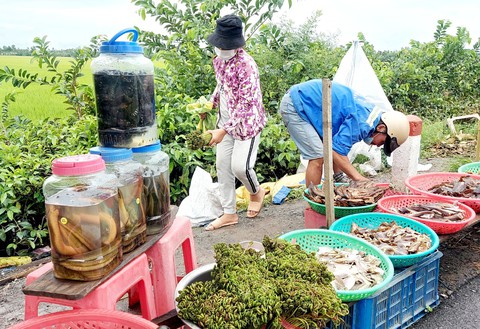 Đọt choại nhúng lẩu mắm cá đồng hao cơm phải biết - Ảnh 2. Đọt choại nhúng lẩu mắm cá đồng hao cơm phải biết - Ảnh 2.