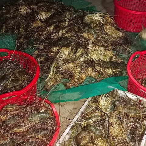 Gần 30.000 con tôm hùm ở Phú Yên chết đột ngột, không dấu hiệu bệnh lý - Ảnh 1. Gần 30.000 con tôm hùm ở Phú Yên chết đột ngột, không dấu hiệu bệnh lý - Ảnh 1.