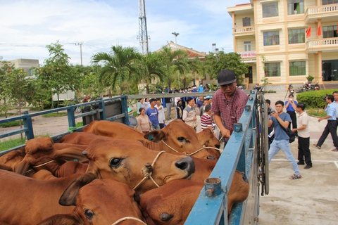 Được trao bò mừng hơn cả được tiền - Ảnh 4. Được trao bò mừng hơn cả được tiền - Ảnh 4.