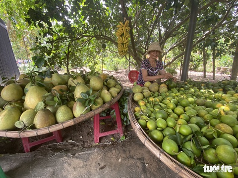 Về làng Đại Bình chơi lễ hội, thưởng thức trái cây miệt vườn bên sông Thu Bồn - Ảnh 5. Về làng Đại Bình chơi lễ hội, thưởng thức trái cây miệt vườn bên sông Thu Bồn - Ảnh 5.