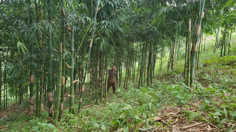 Viện nghiên cứu về rừng để mất hơn 2.000ha rừng: Số đỏ cấp sai đã thế chấp ngân hàng - Ảnh 1. Viện nghiên cứu về rừng để mất hơn 2.000ha rừng: Số đỏ cấp sai đã thế chấp ngân hàng - Ảnh 1.