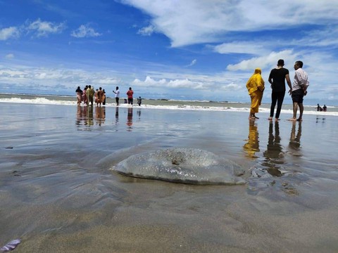 Hàng trăm con sứa khổng lồ chết bí ẩn dạt vào bờ biển Bangladesh - Ảnh 1. Hàng trăm con sứa khổng lồ chết bí ẩn dạt vào bờ biển Bangladesh - Ảnh 1.