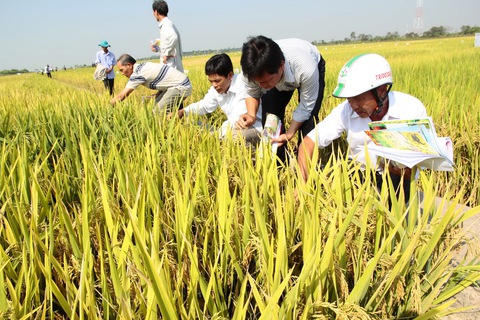 Việt Nam thua Thái Lan về giống nông sản? - Ảnh 1. Việt Nam thua Thái Lan về giống nông sản? - Ảnh 1.
