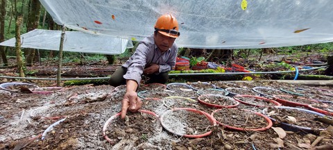 Vườn sâm Ngọc Linh của người dân Kon Tum hết bệnh - Ảnh 1. Vườn sâm Ngọc Linh của người dân Kon Tum hết bệnh - Ảnh 1.