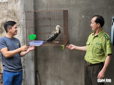 Chim cổ rắn quý hiếm đậu trên một mái nhà ở Gò Vấp, leo bắt cũng không bay - Ảnh 3. Chim cổ rắn quý hiếm đậu trên một mái nhà ở Gò Vấp, leo bắt cũng không bay - Ảnh 3.