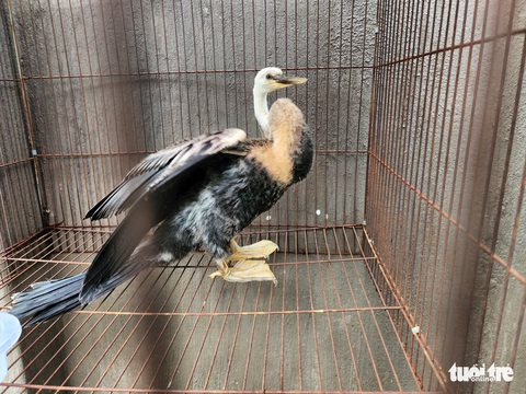 Chim cổ rắn quý hiếm đậu trên một mái nhà ở Gò Vấp, leo bắt cũng không bay - Ảnh 1. Chim cổ rắn quý hiếm đậu trên một mái nhà ở Gò Vấp, leo bắt cũng không bay - Ảnh 1.